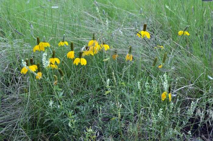 Upright Prairie Coneflower have green leaves, up to 6 inches (15 cm) long; the leaves are pinnately divided with linear and lobed divisions; the leaves have translucent oil glands. Ratibida columnifera